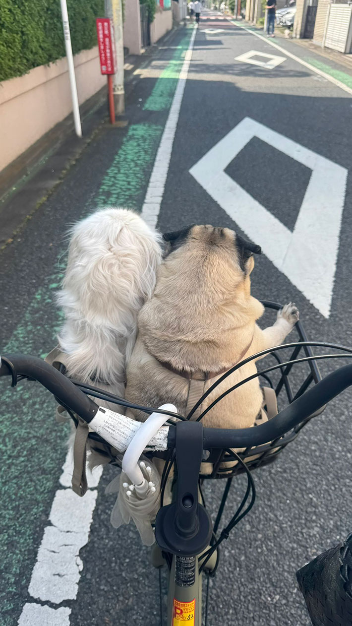 自転車に乗る犬の写真