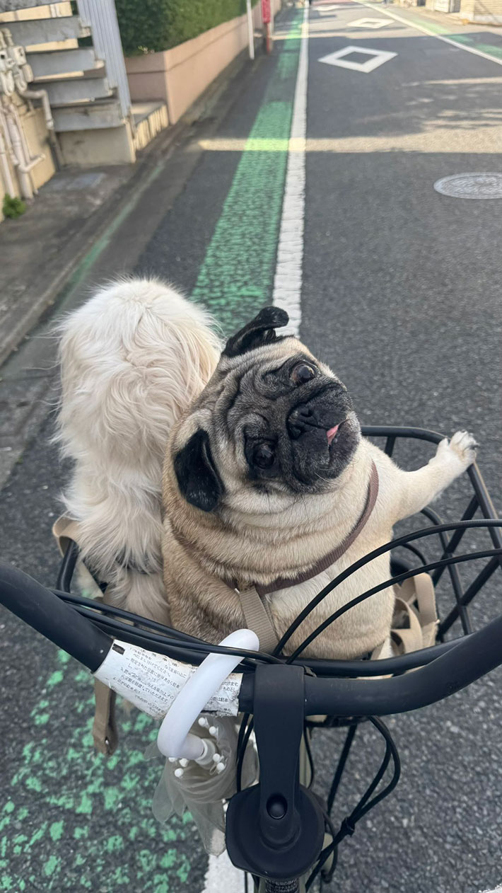 自転車に乗る犬の写真