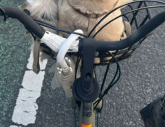 自転車に乗る犬の写真
