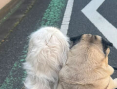 自転車に乗る犬の写真