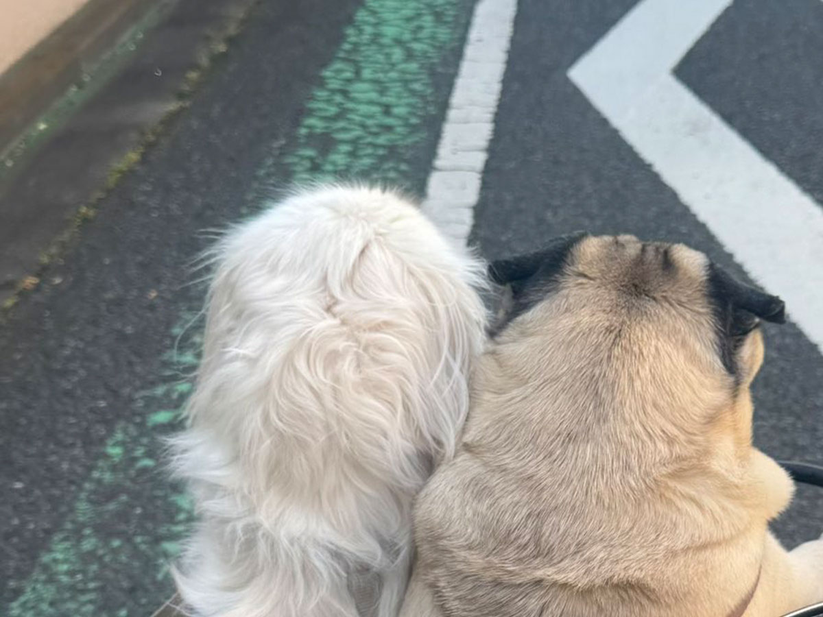 自転車に乗る犬の写真