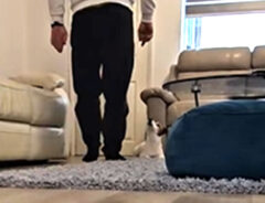 おやつを狙うジャックラッセルテリアの写真