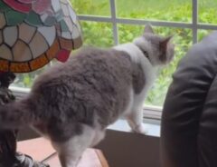 窓の外を見ている猫の写真