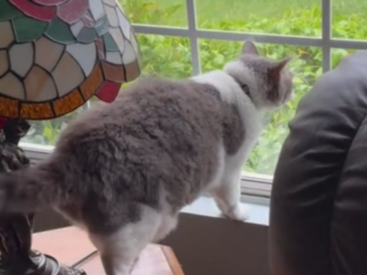 窓の外を見ている猫の写真