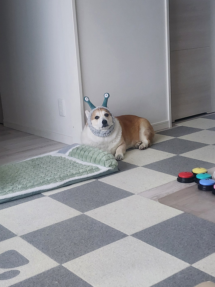 犬の画像
