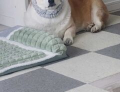 犬の画像
