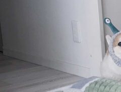 犬の画像