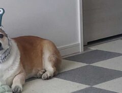 犬の画像
