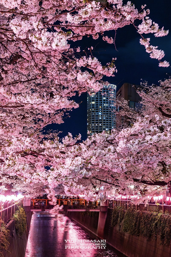 目黒川の夜桜の写真
