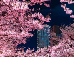 目黒川の夜桜の写真