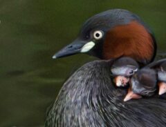 カイツブリの画像