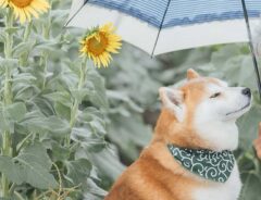 犬とおばあちゃんの画像