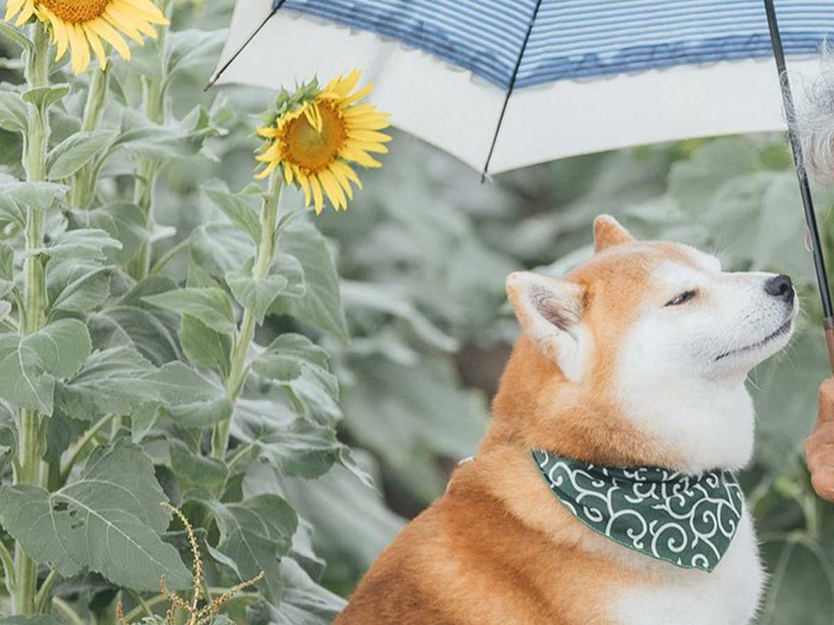 犬とおばあちゃんの画像