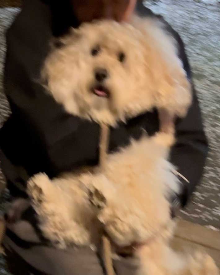 犬の画像