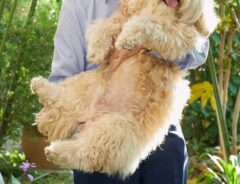 犬の画像