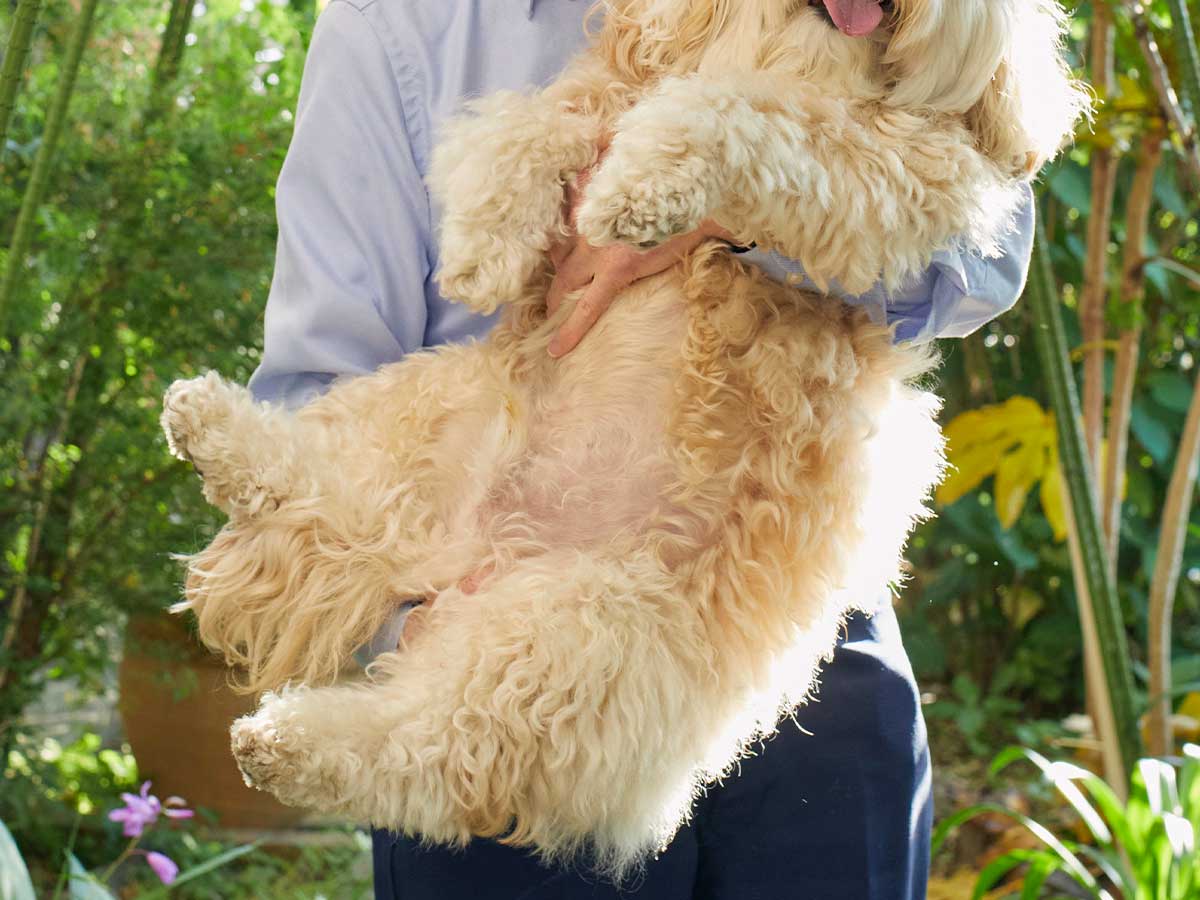 犬の画像