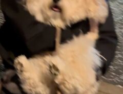 犬の画像