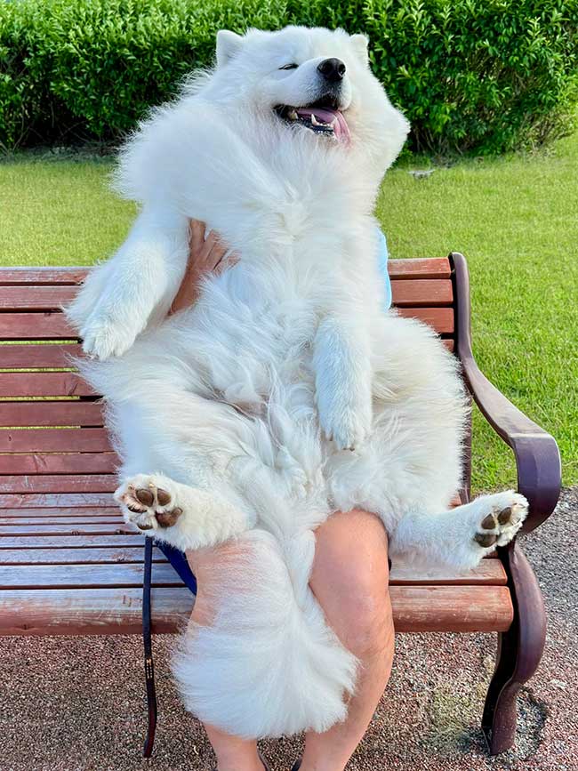 サモエド