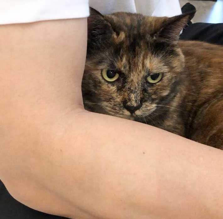 猫の写真