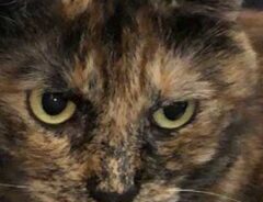 猫の写真