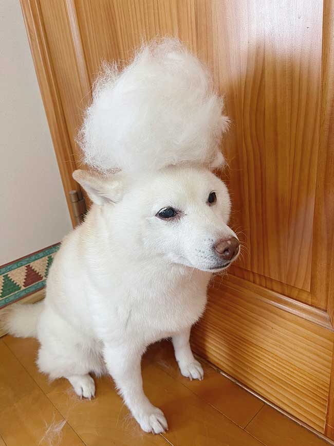 柴犬