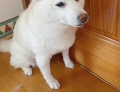 柴犬