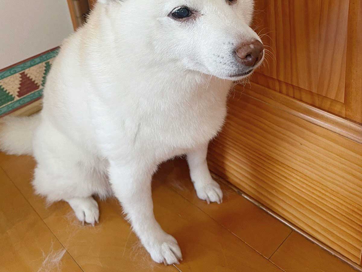 柴犬
