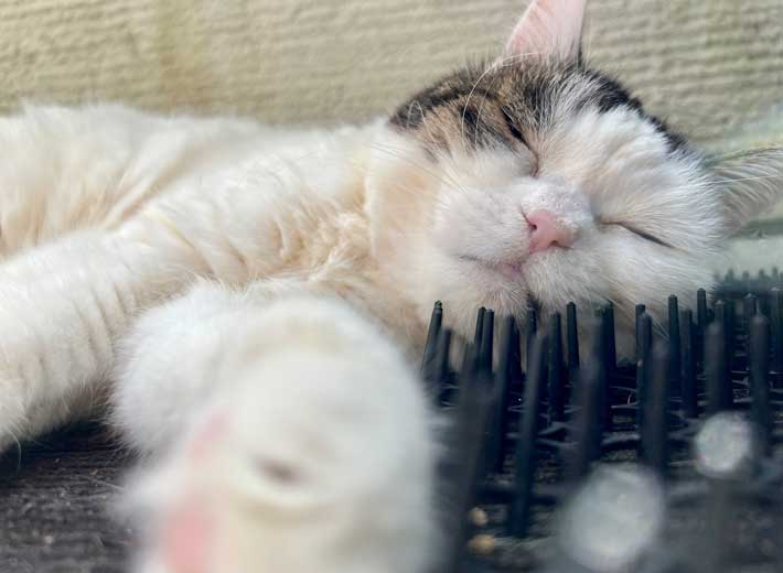 猫の写真