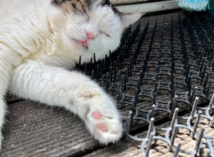 猫の写真