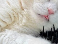 猫の写真