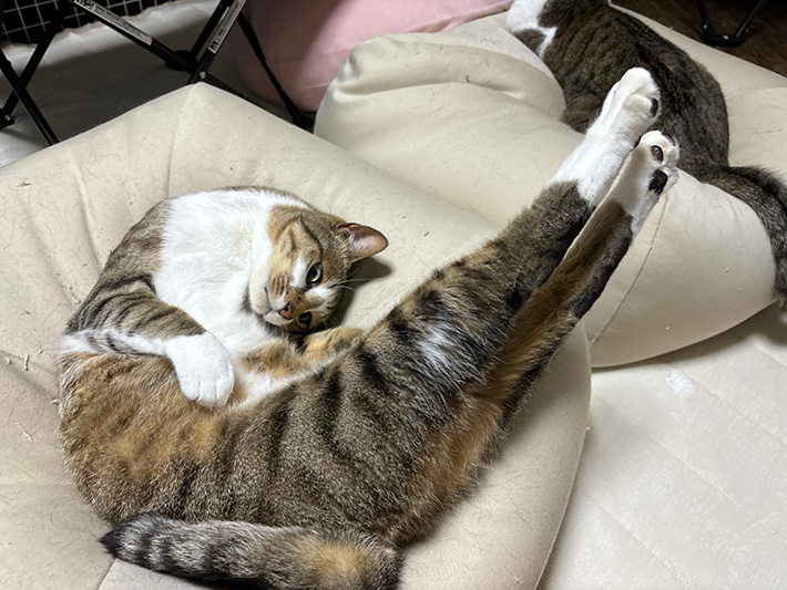 猫の写真