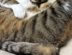 猫の写真