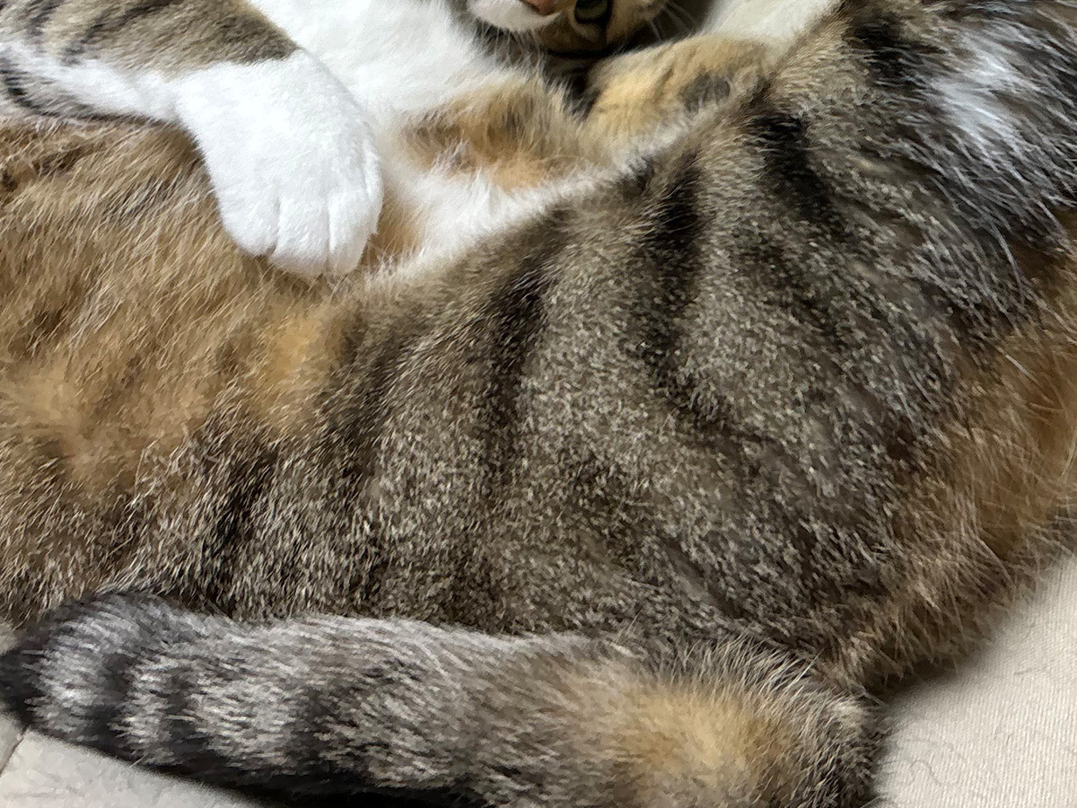 猫の写真