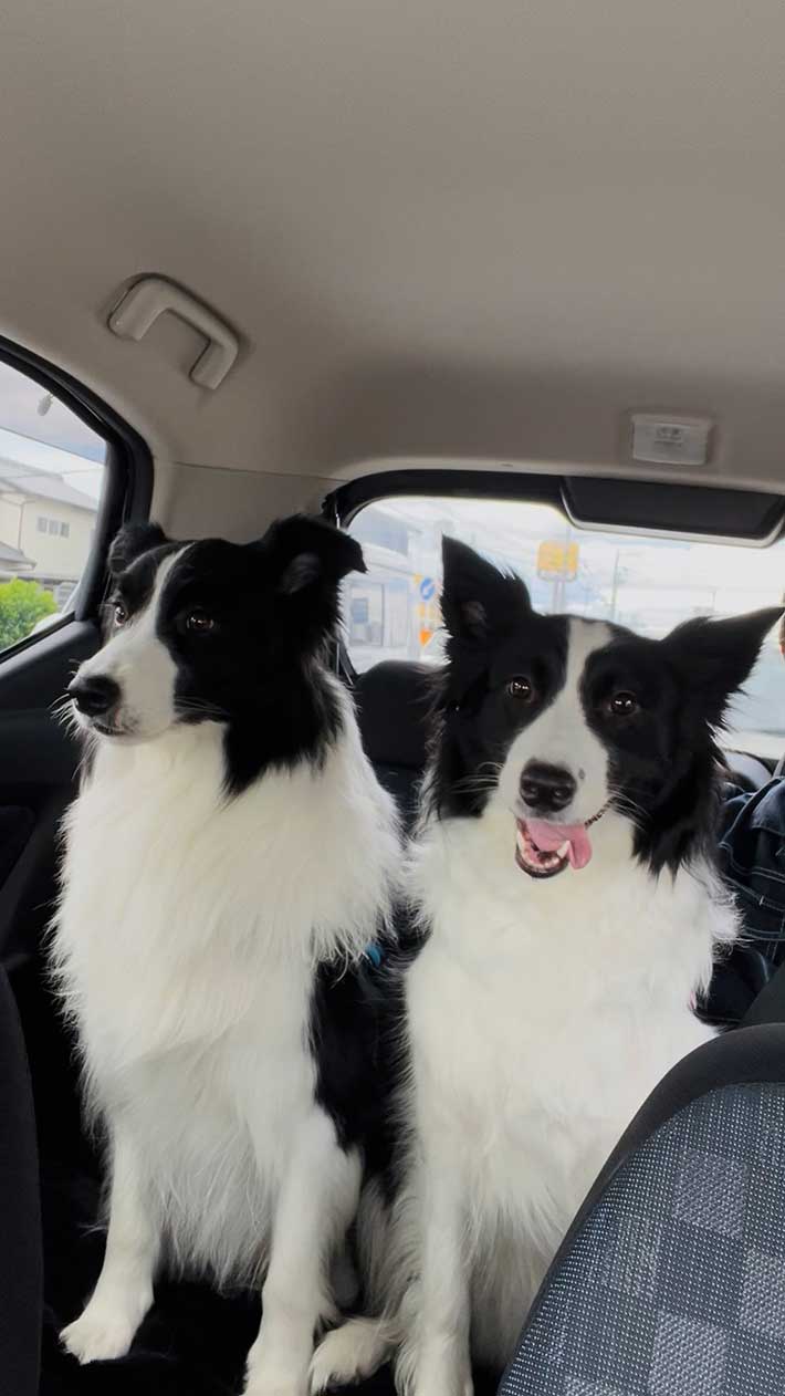 犬の写真
