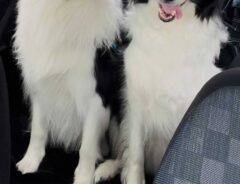 犬の写真