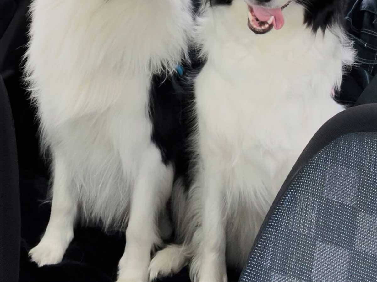 犬の写真