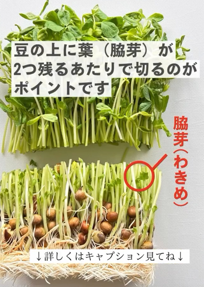 豆苗