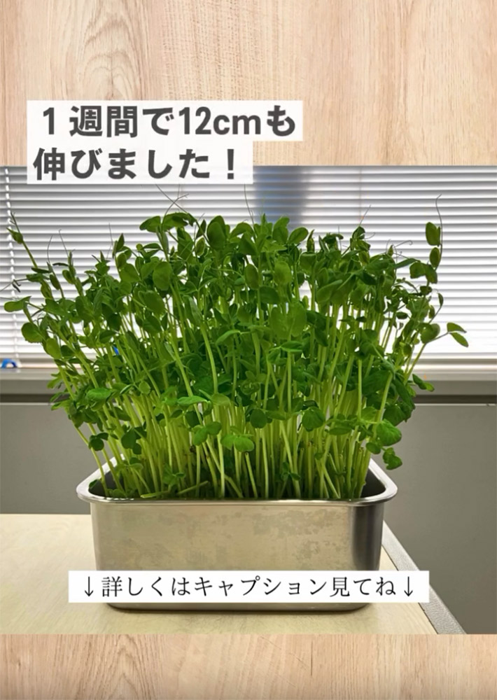 豆苗