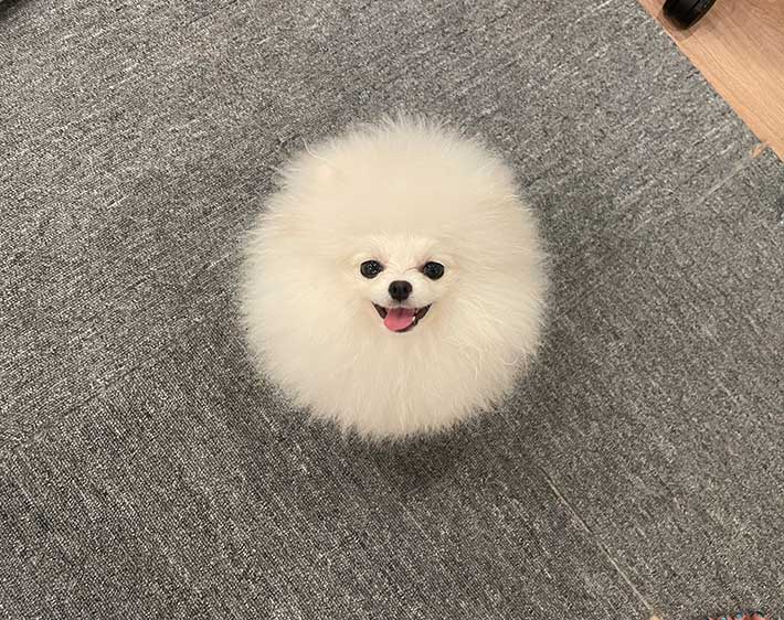 ポメラニアン