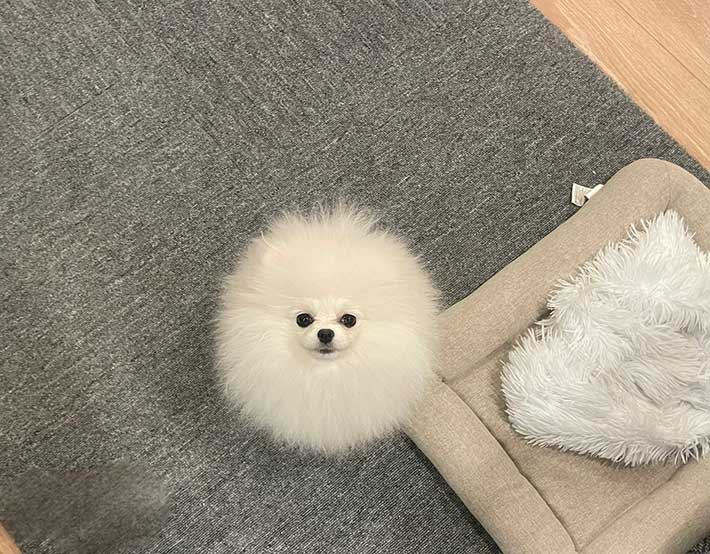ポメラニアン