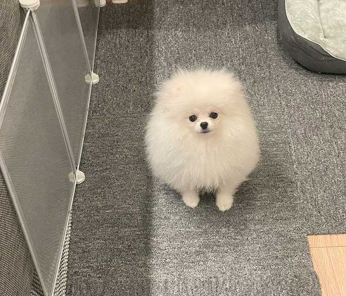 ポメラニアン