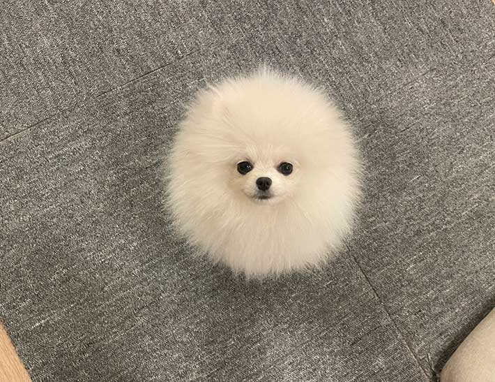 ポメラニアン
