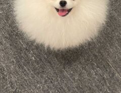 ポメラニアン