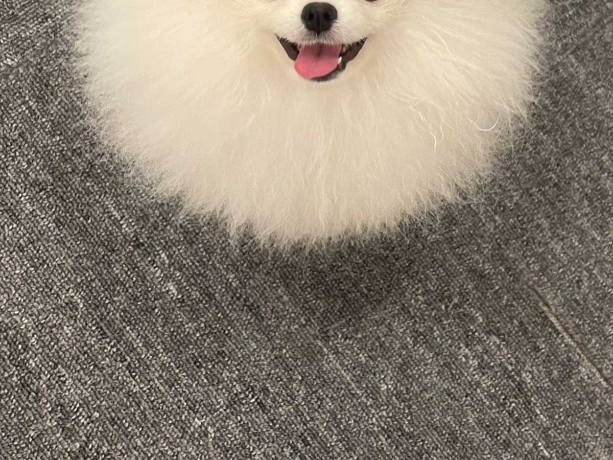 ポメラニアン