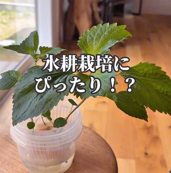 大葉