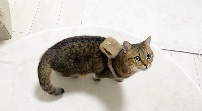 猫