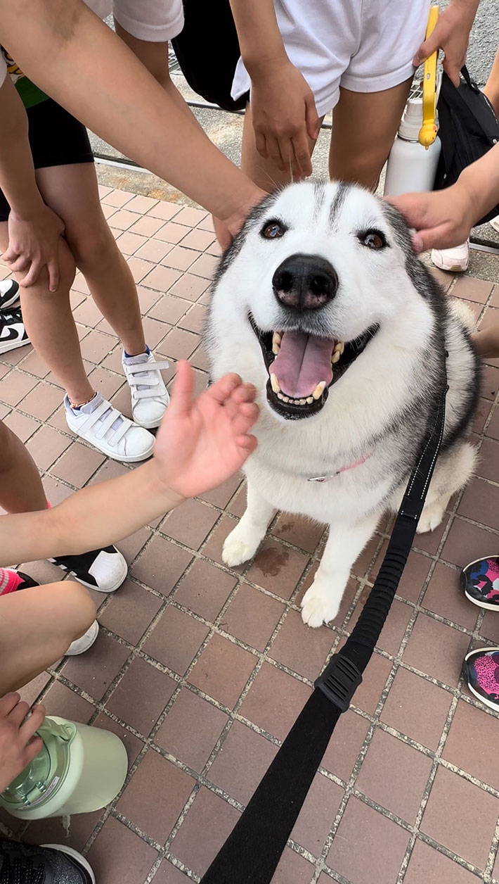 ハスキーの写真