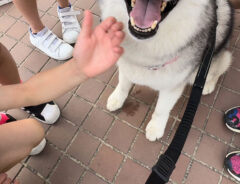 ハスキーの写真