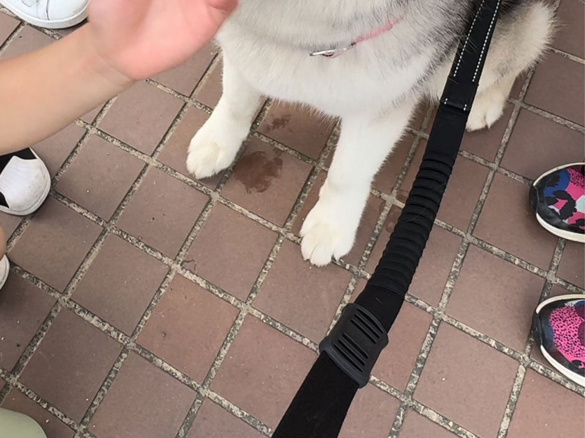 ハスキーの写真