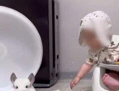 赤ちゃんとチンチラの画像